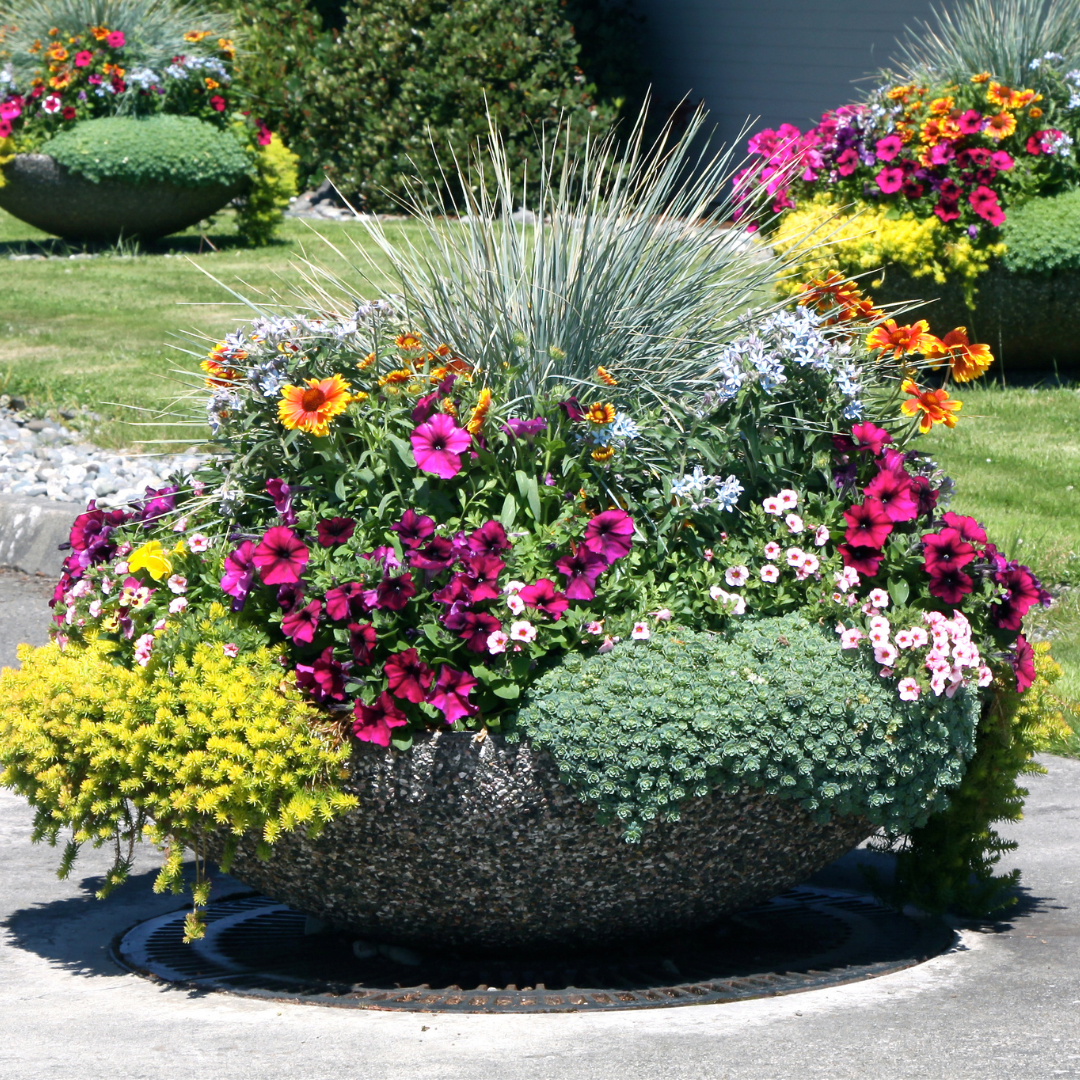 Plant a Pot: Container Design | In-Person class