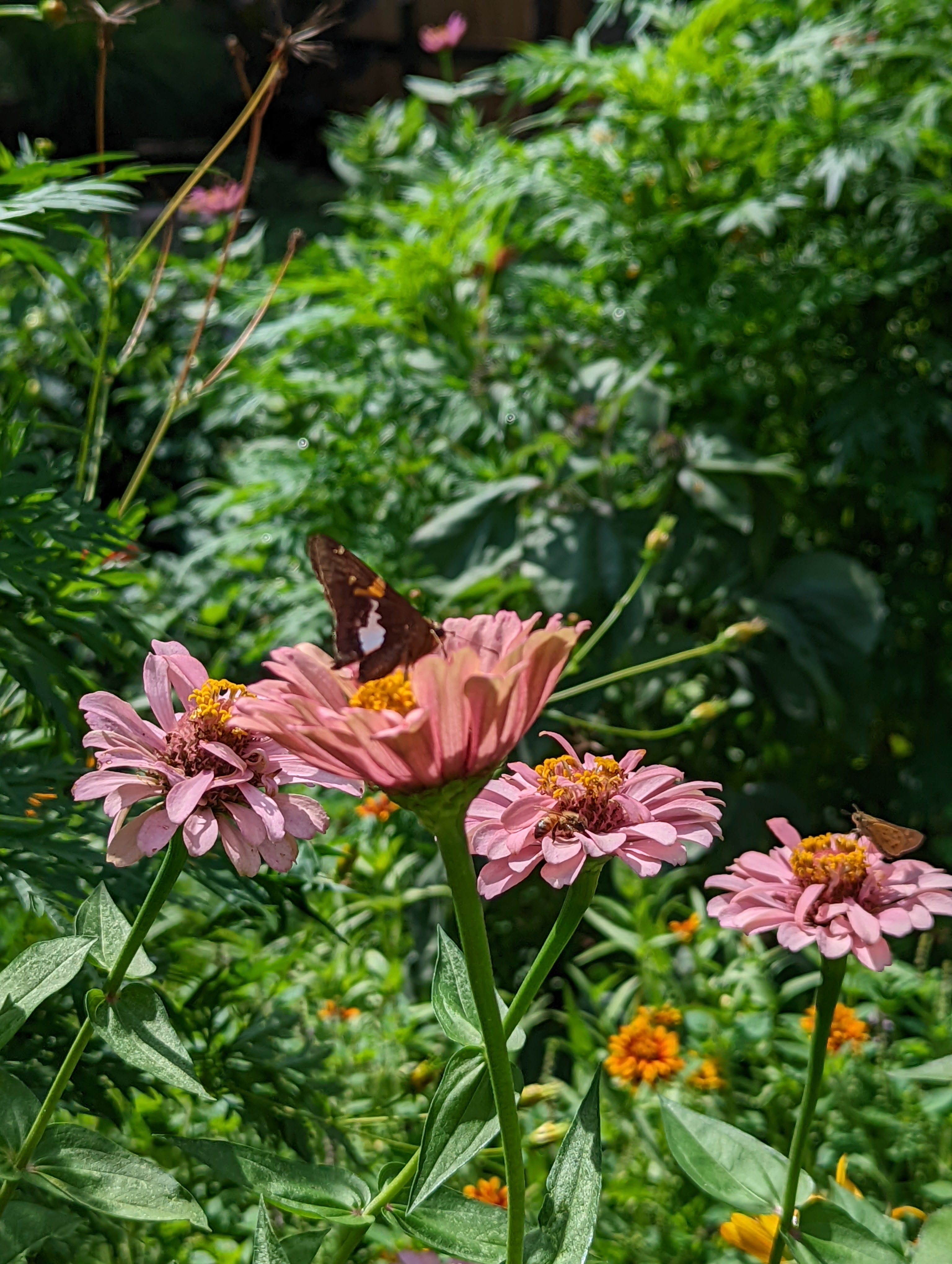 https://alabama-travel.s3.amazonaws.com/partners-uploads/photo/image/644c08a8c951a10008235d08/ButterflyandZinnias-ShannonMcGee.jpg