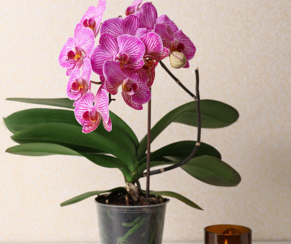 Orchid Repotting 101