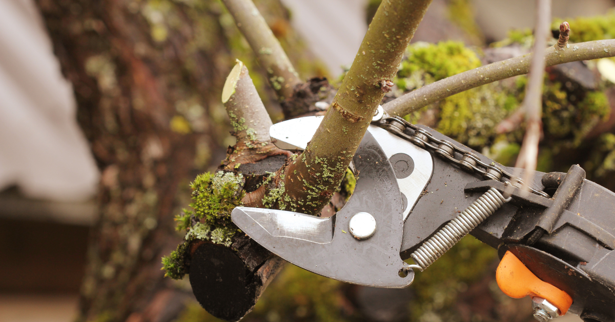 Pruning for Homeowners