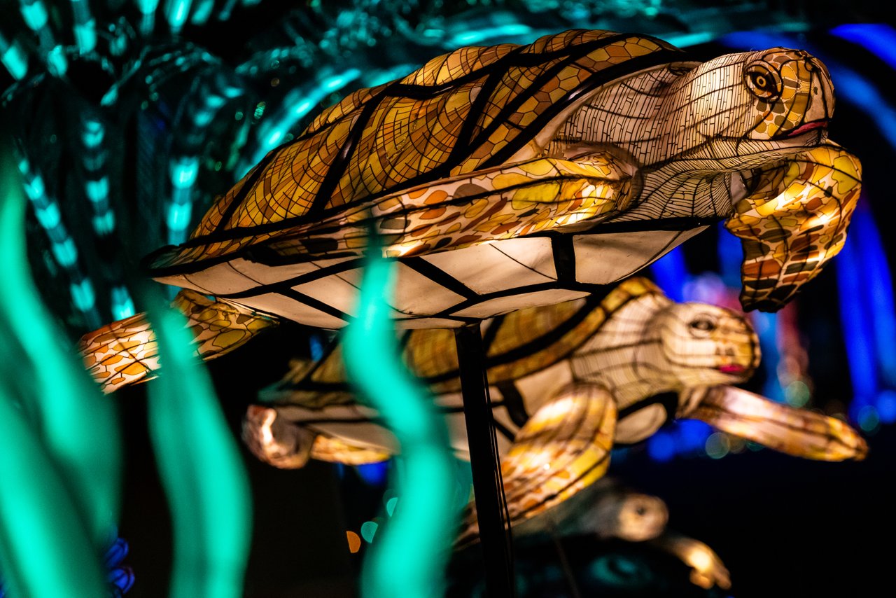https://alabama-travel.s3.amazonaws.com/partners-uploads/photo/image/67cb5fdc162be4000857f4f6/Sea-turtle-medium.jpg