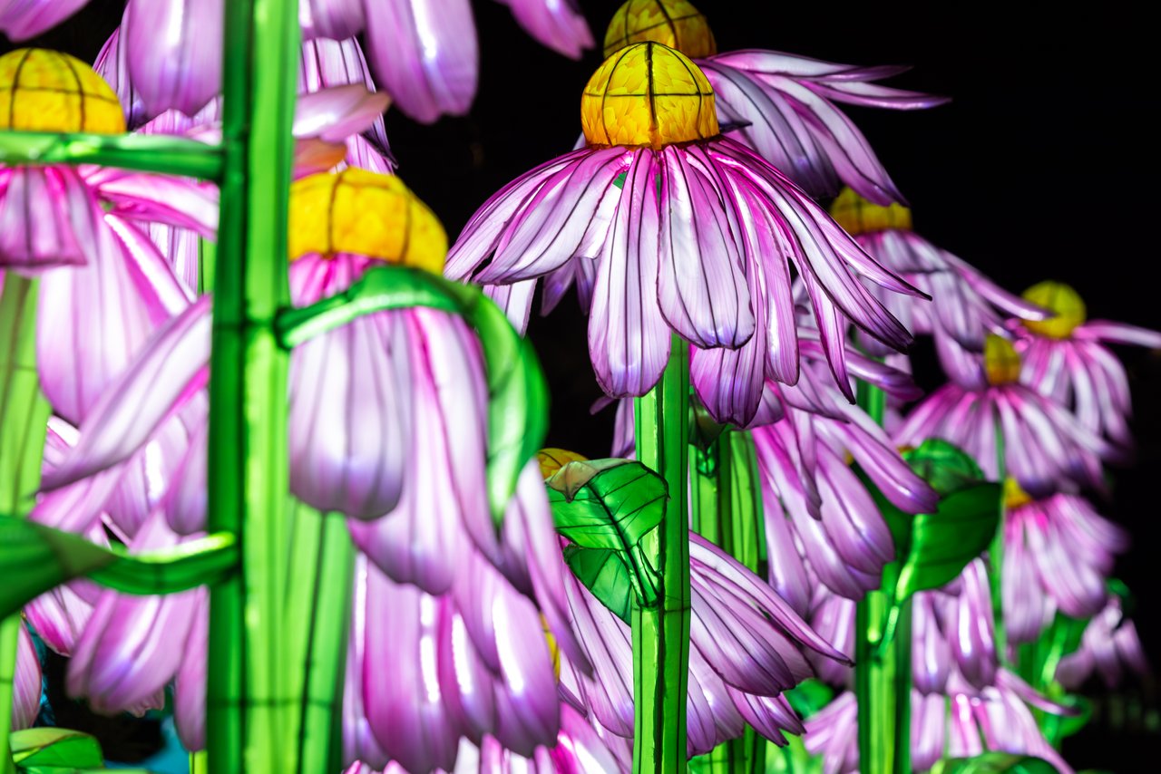 https://alabama-travel.s3.amazonaws.com/partners-uploads/photo/image/67cb5fdc45b5750008a3a287/Coneflower-medium.jpg