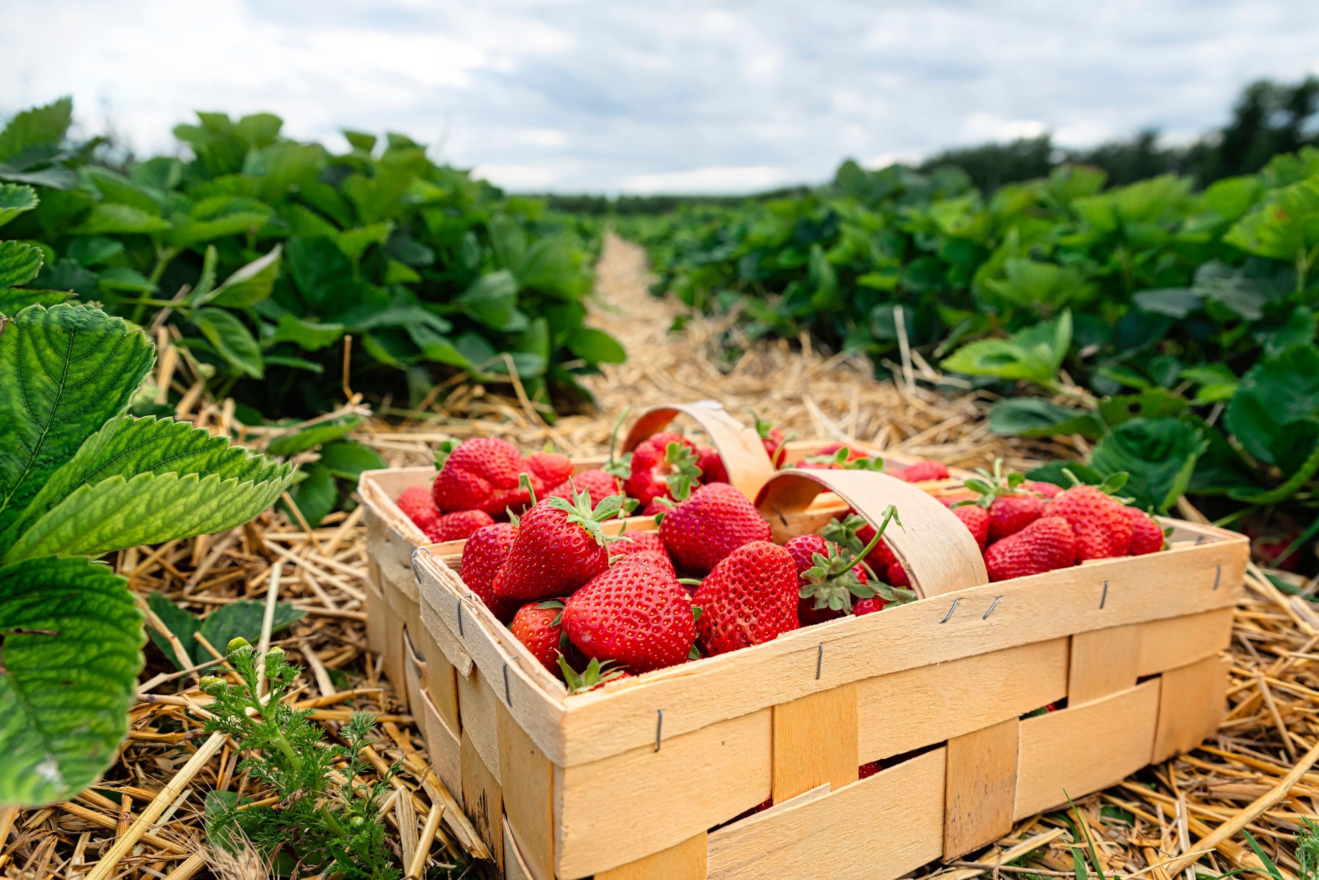 14th Annual Calera Strawberry Festival & Car Show