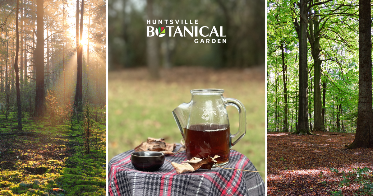 Forest Therapy Class: Forest Bathing