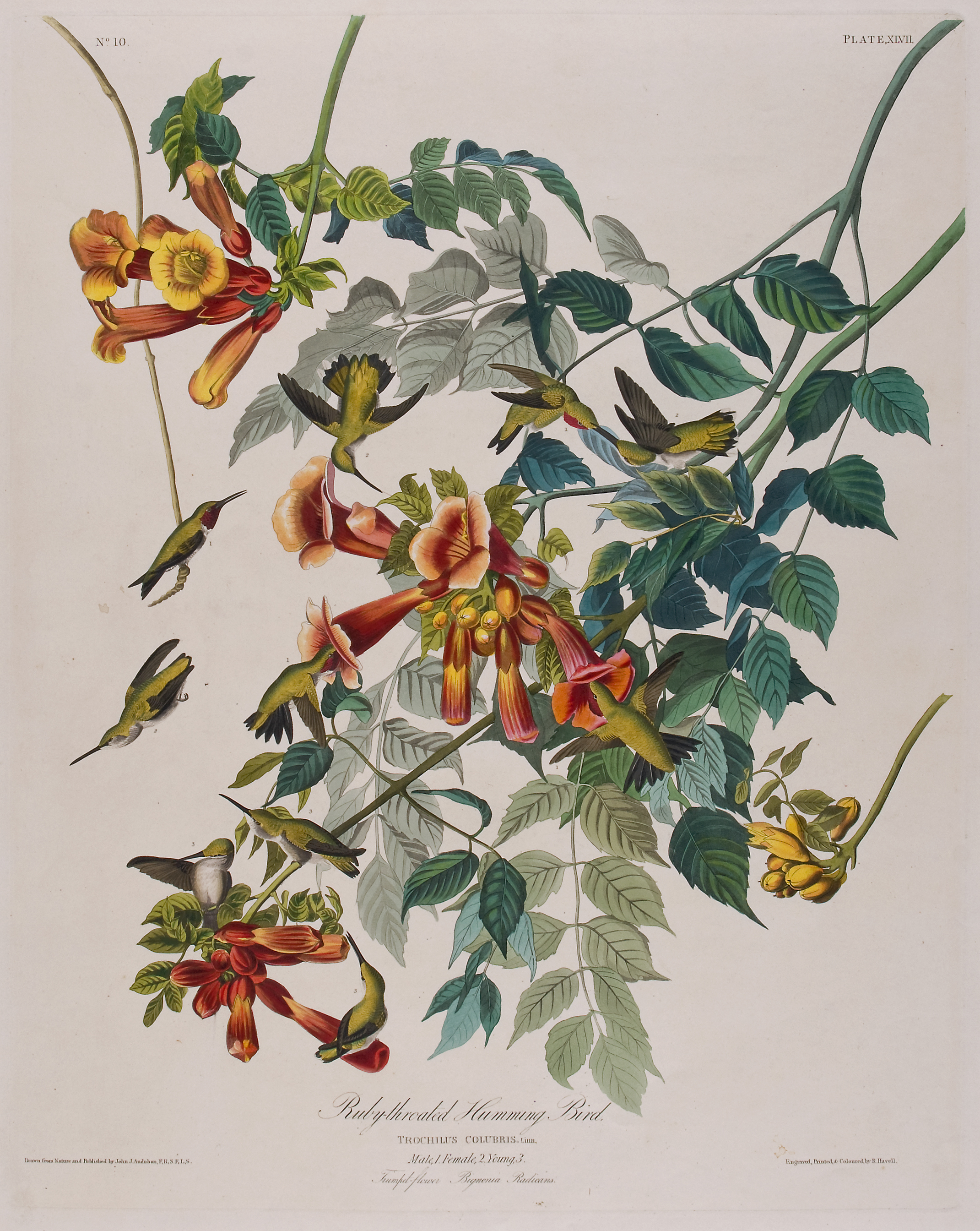 Radical Naturalism: Lyric Birdscapes