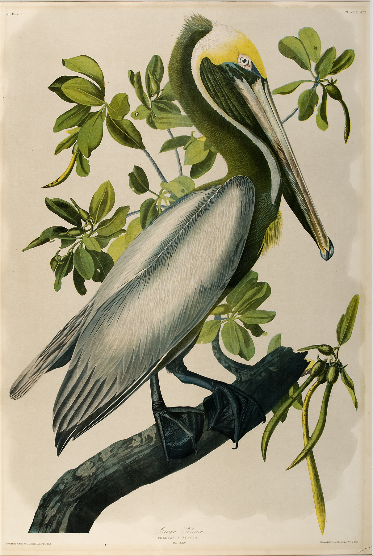 https://alabama-travel.s3.amazonaws.com/partners-uploads/photo/image/68a4c4709496ad000247c7b4/Audubon-1992.02.04-BrownPelican.jpg