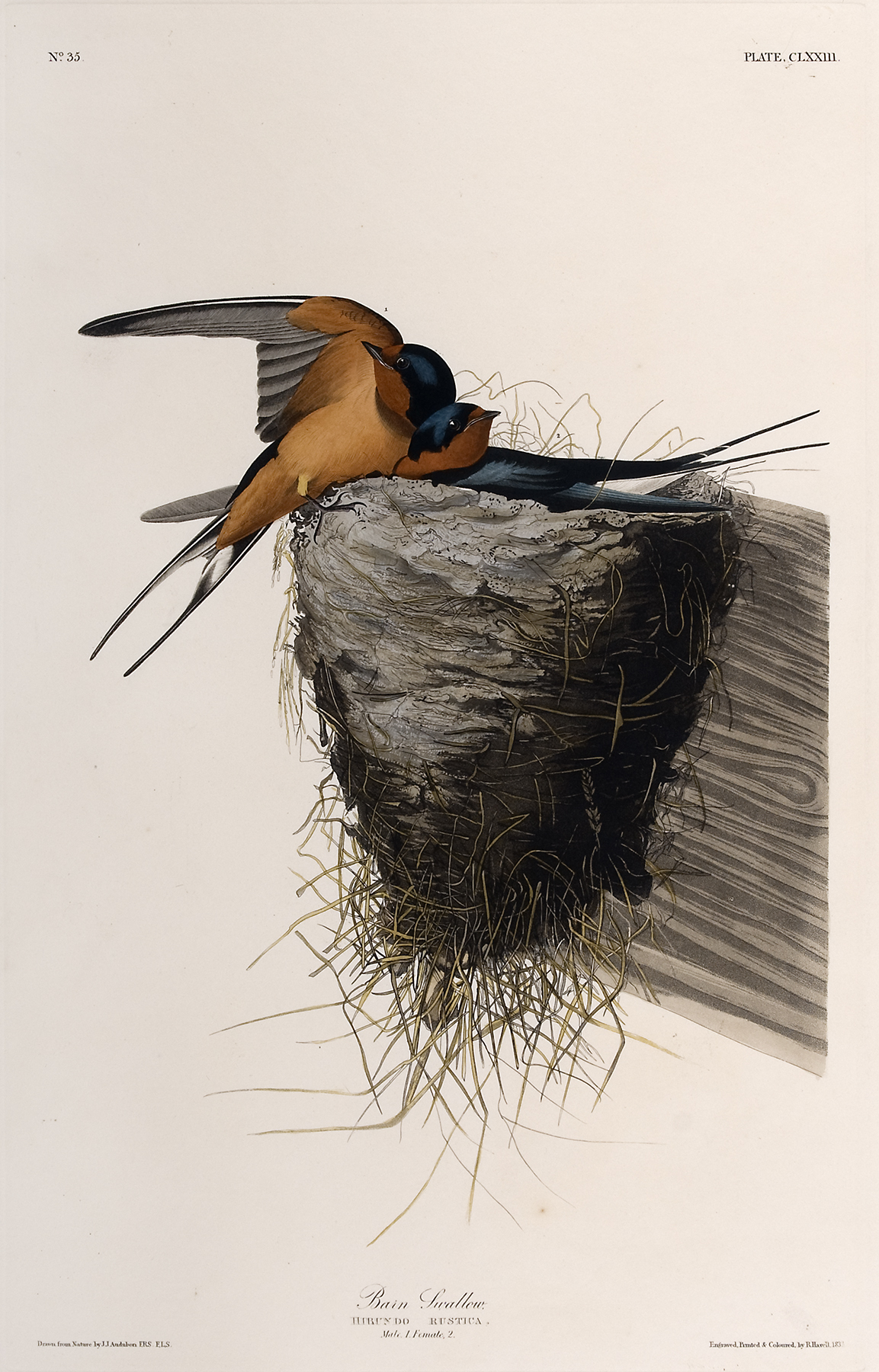 https://alabama-travel.s3.amazonaws.com/partners-uploads/photo/image/68a4c470d2e498000291d672/Audubon-1992.01.09-BarnSwallow.jpg