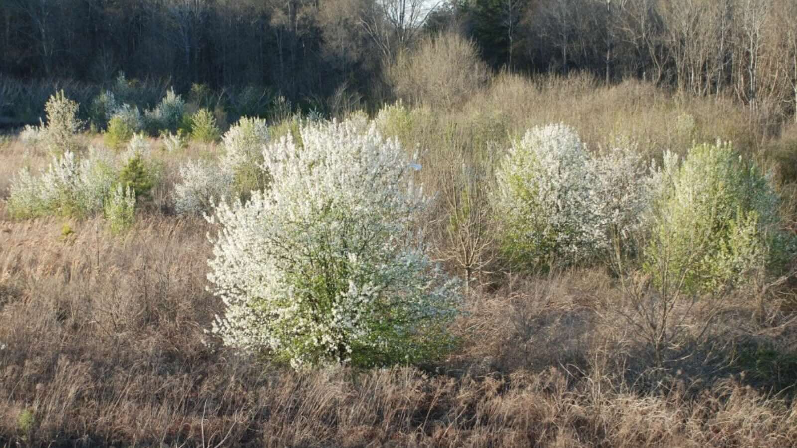 Saturday in the Park: Invasive Plants