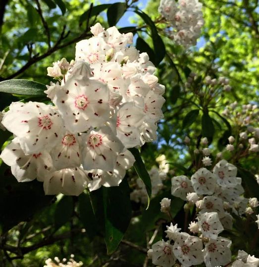 Mountain Laurel Arts & Music Festival