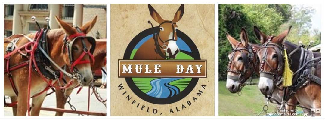 52nd Annual Winfield Mule Day 