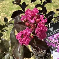 2026 Ardmore Crape Myrtle Festival