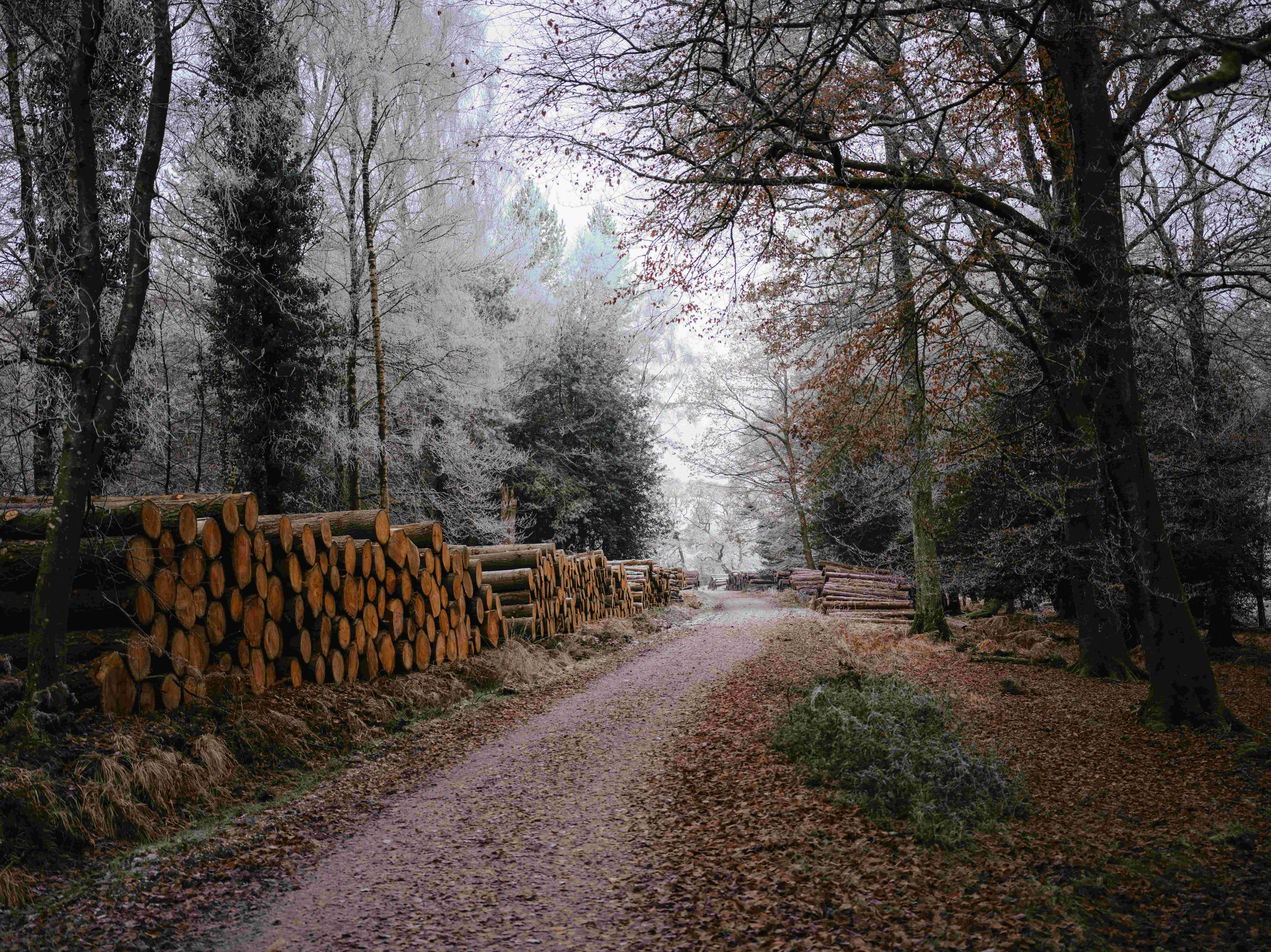 Country road with cut logs.