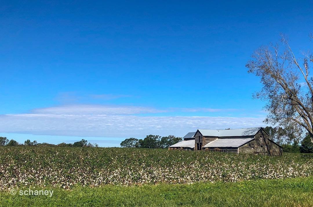 A field and barn with a bright blue sky.