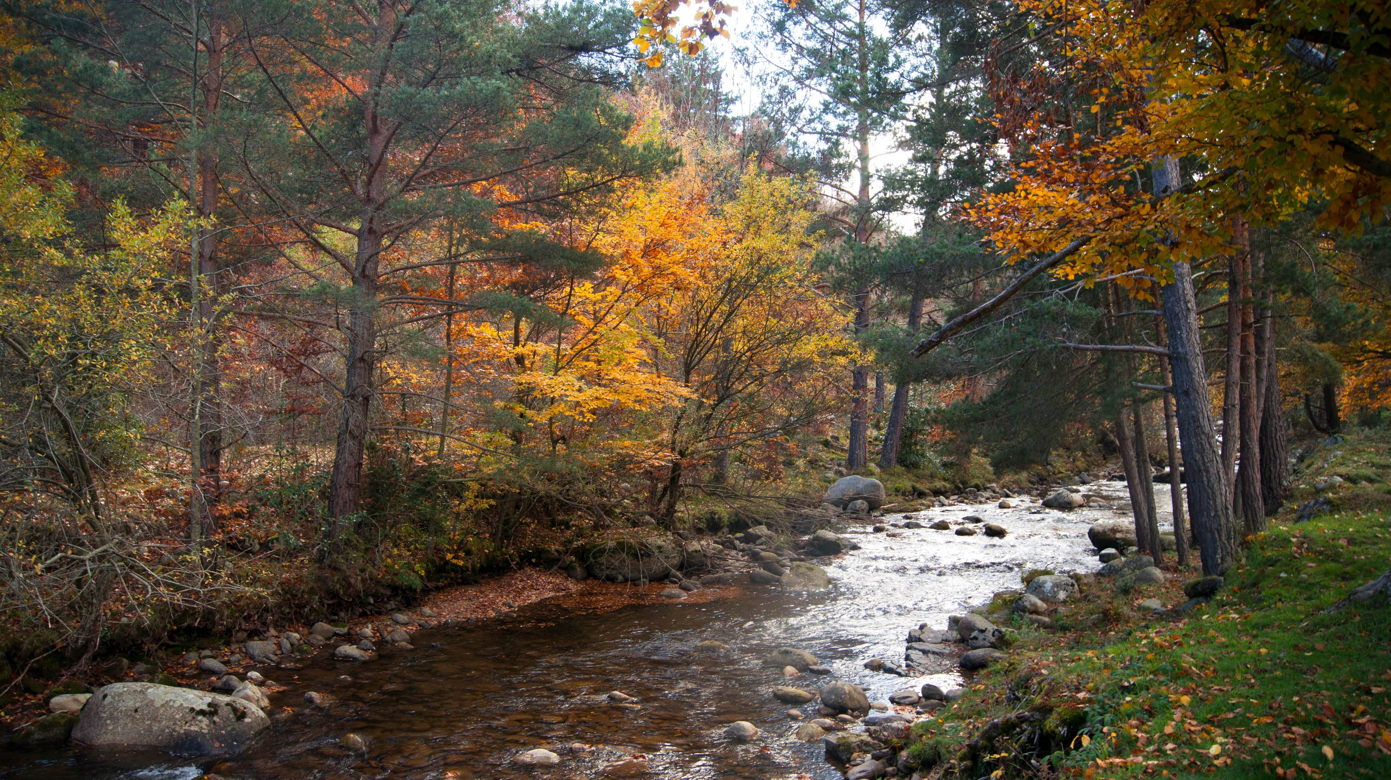 A small creek surrounded by trees in the fall.